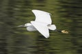 Little egret wild bird in flight Royalty Free Stock Photo