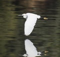 Little egret wild bird in flight Royalty Free Stock Photo