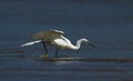 Little Egret Royalty Free Stock Photo