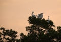 Little Egrets at Buhair lake, Bahrain Royalty Free Stock Photo