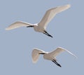 Little Egrets Royalty Free Stock Photo
