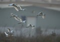 Little Egrets in flight at Asker marsh, Bahrain Royalty Free Stock Photo