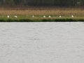 Little egrets herons Egretta garzetta on the lake coast in Nakhodka, Russia. Royalty Free Stock Photo