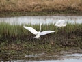 Little egrets with open wings Royalty Free Stock Photo