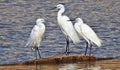 Little Egrets on waters edge