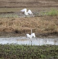 Little egrets in wetlands Royalty Free Stock Photo