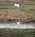 Little egrets in wetlands Royalty Free Stock Photo