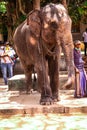 little elephant in buddist temple