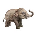 Little Elephant Elephantidae Royalty Free Stock Photo