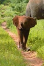 Little elephant walking trunk up Royalty Free Stock Photo