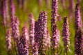 Little Elephants Head Wildflowers (Pedicularis Attollens)