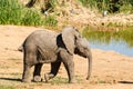 Little elephants, Addo elephants park, South Africa tourism. Wildlife photography Royalty Free Stock Photo