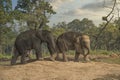 little elephants in the jungles in Chitwan Royalty Free Stock Photo