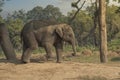 little elephants in the jungles in Chitwan Royalty Free Stock Photo