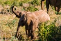 Little elephants playing, Addo elephants park, South Africa tourism. Wildlife photography