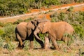 Little elephants playing, Addo elephants park, South Africa tourism. Wildlife photography