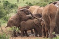 Little elephants playing with each other