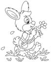 Little enamored bunny guessing on a daisy Royalty Free Stock Photo