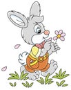 Little enamored bunny guessing on a daisy Royalty Free Stock Photo