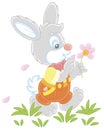 Little enamored bunny guessing on a daisy Royalty Free Stock Photo