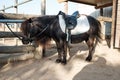 Little equine pony horse on a farmhouse