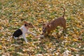 Little estonian hound puppy and american staffordshire terrier puppy are playing in the autumn park. Pet animals