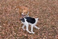 Little estonian hound puppy and multibred dog are playing in the autumn park. Pet animals