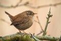 Little eurasian wren with brown plumage sitting on the tree with thorns