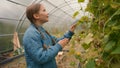 Little European girl learner admire touch leaves plant nature cucumber interested biology vegetables ecology outside Royalty Free Stock Photo