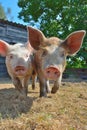 Little European pigs outside at a farm