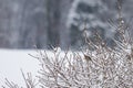 Little european robin in snow covered branches