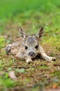 Little european roe deer fawn crouched Royalty Free Stock Photo