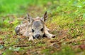 Little european roe deer fawn crouched Royalty Free Stock Photo