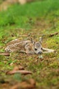 Little european roe deer fawn crouched Royalty Free Stock Photo