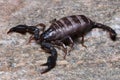 Little European Scorpion Euscorpius italicus Royalty Free Stock Photo