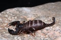 Little European Scorpion Euscorpius italicus Royalty Free Stock Photo