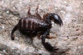 Little European Scorpion Euscorpius italicus