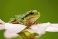 Little european tree frog sitting in flower head in summer nature Royalty Free Stock Photo