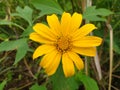 a little explanation about canyon sunflower