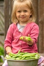 Little girl holding green peas pods in her hand near a bowl full of ripe pea pods and smiling Royalty Free Stock Photo