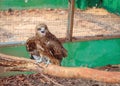 Little falcon in the zoo cage.