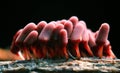 little family fungi macro