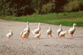 Little family of yellow ducks crossing the road Royalty Free Stock Photo