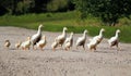 little family of yellow ducks crossing the road Royalty Free Stock Photo