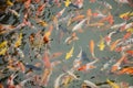 Little fancy carp or koi fish swimming and play in pond