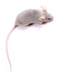 Little fancy mouse Royalty Free Stock Photo