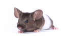 Little fancy mouse Royalty Free Stock Photo