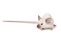 Little fancy mouse Royalty Free Stock Photo