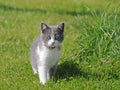 Little farm kitty