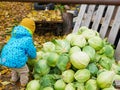 Little farmer boy in warm clothes holding fresh organic cabbage in hands. Garden, harvest season concept. Royalty Free Stock Photo